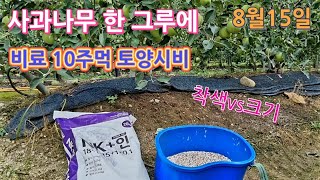 8월15일에 사과나무 한그루에 비료 10주먹 주었을때 어떤 결과가 나올까요?
