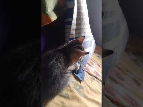 My cat   Rajib And Cat