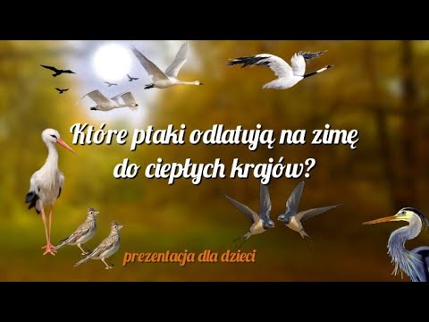 Które ptaki na zimę odlatują do ciepłych krajów, a które zostają