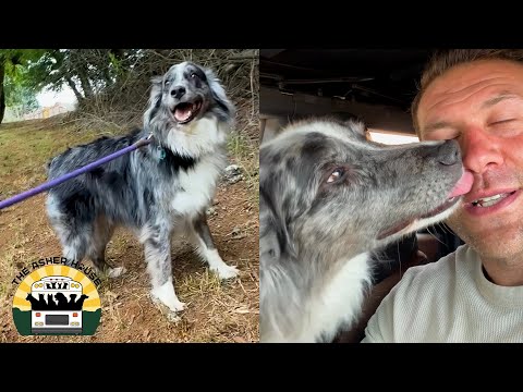 Frankie had been boarded in a crate with almost no interactions for four years | The Asher House