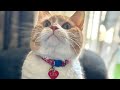 Call Me Leo When Cats Think They Are Humans