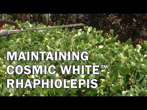 Maintaining Cosmic White™ Rhaphiolepis