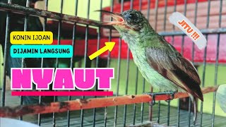 Download lagu Suara Pancingan KONIN IJOAN Agar Bunyi || Masteran KONIN Agar CEPAT Gacor #6 mp3