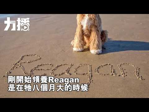 三歲男童與汪星人的故事