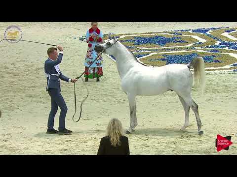 N.201 KA ASEEL ALMAJD - Dubai 2019 - Stallions 7-9 years old