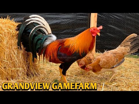 Pure Yellow Leg Hatch Asil Sweater - GRANDVIEW FARM