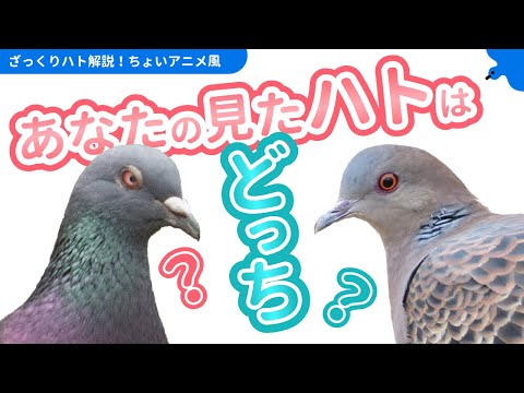 コルンバ リビア