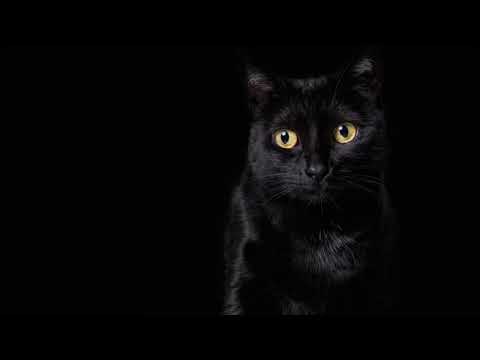 Ron Pullman ft. Shannon Chambers & Lester Jay - Back II Life (NDATL Vocal)