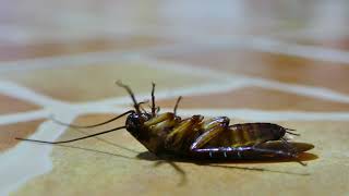 Can A Cockroach Flip Itself Over?