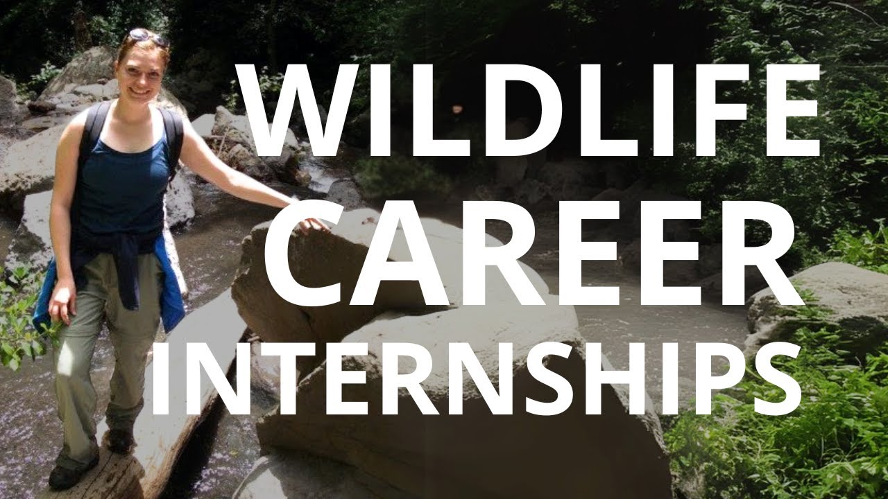 Wildlife Internships: What They Are and How to Get Them | Fancy Scientist Podcast #122: