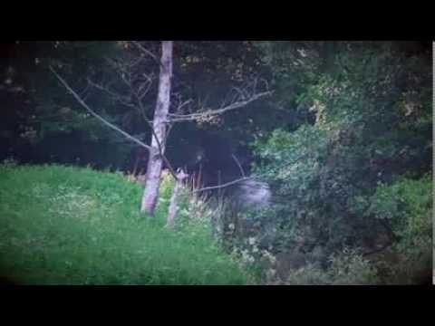 RASA SERRA - JAU AUŠT AUŠRUŽĖ [ Lithuanian Folklore ]