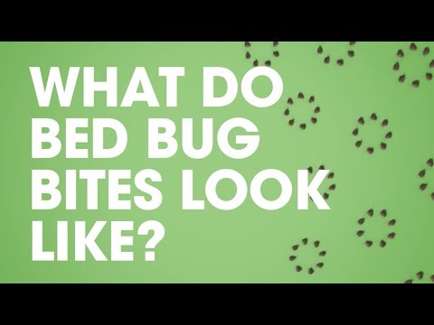 Raid®: What Do Bed Bug Bites Look Like?