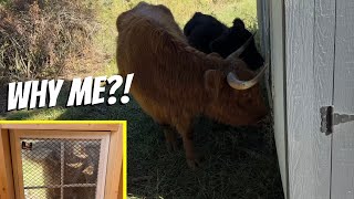 June TRAPPED Me In The Coop!