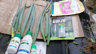 대파 장마철에 병해충방제와 가꾸는 방법  좋은 약도 추천합니다.