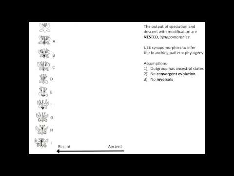 Logic of using Synapomorphies to infer phylogeny