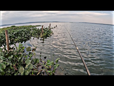 PESCARIA RAIZ DE TILÁPIA COM ISCA VIVA NA REPRESA DE BARRA BONITA-SP #pescaria #tilapia #fish