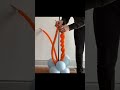 260 Twist On Balloon Arch Shorts
