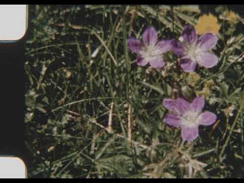 Noah Alejandre, Loenna - Sariling Isip (Official Visualizer)