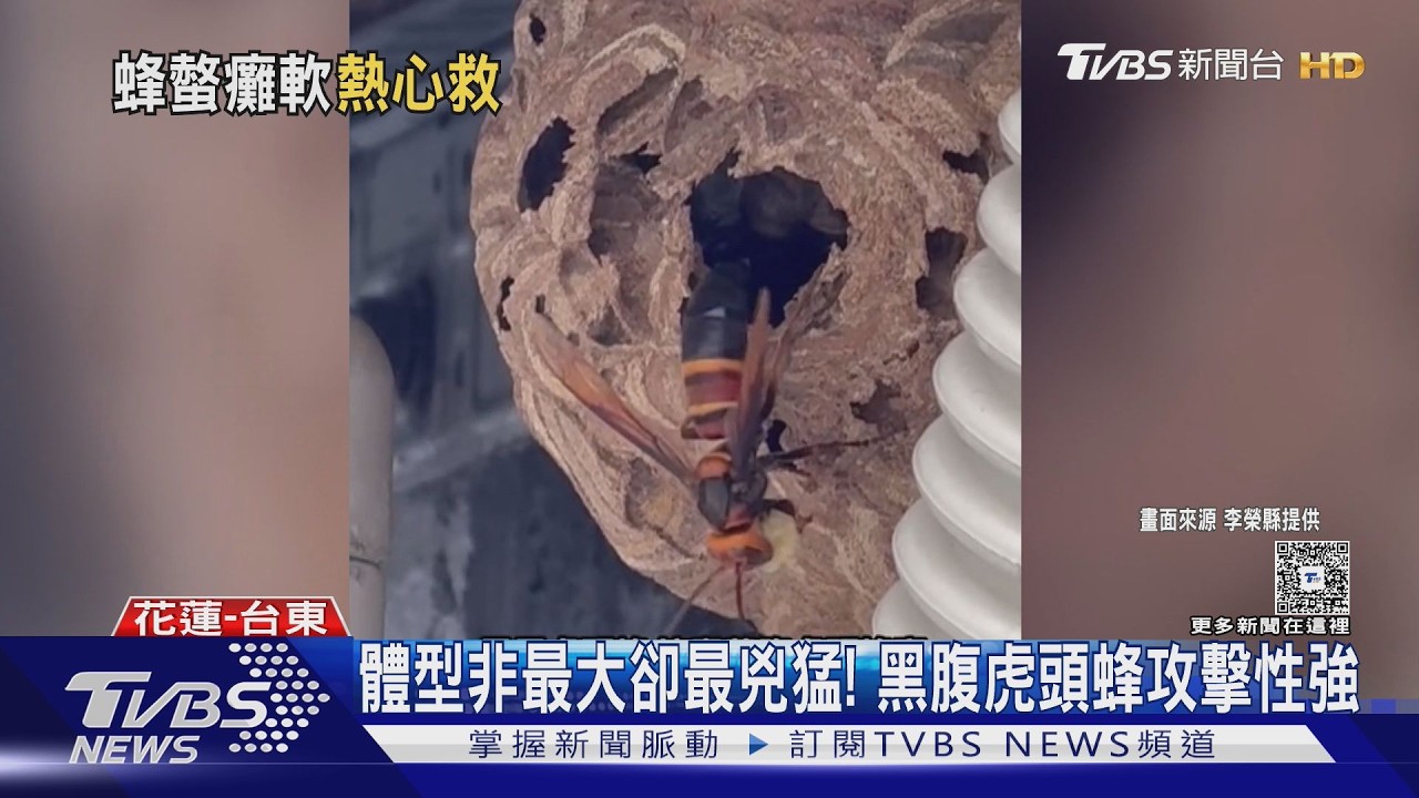 影音／採蜂人被黑腹虎頭蜂叮！全身癱軟求救　熱心男跳上車急送醫