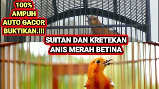 Download lagu Pancingan AMPUH anis merah betina memanggil jantan agar gacor. mp3