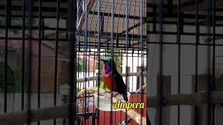 Download lagu Konin Tembakan Cililin dan Ciblek, Belalang Emas #konin #kolibrininja mp3