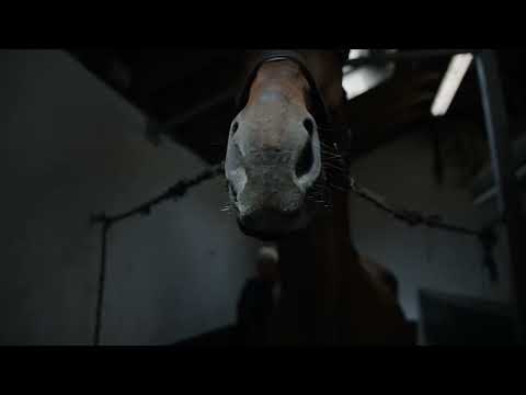 wkd zeus trot up