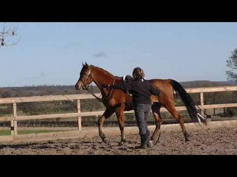 Lunging Farouk an Arabian horse under saddle.