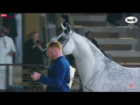 N 442 GHAZI AL NASSER   Katara Int  Arabian Horse Festival 2022   Stallions 7 10 Years Old Class 11