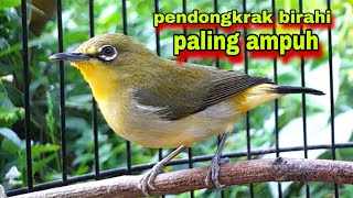 Download lagu Pleci Betina Birahi Memanggil Jantan || Call Pleci Betina Perangsang Bunyi mp3 Download lagu Pleci Betina Birahi Memanggil Jantan || Call Pleci Betina Perangsang Bunyi mp3