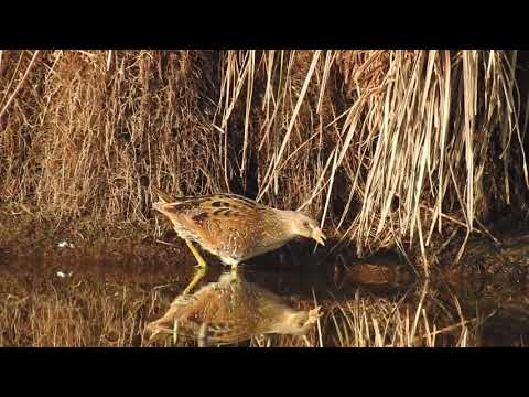 Polluela pintoja ( Porzana porzana ) Spotted Crake