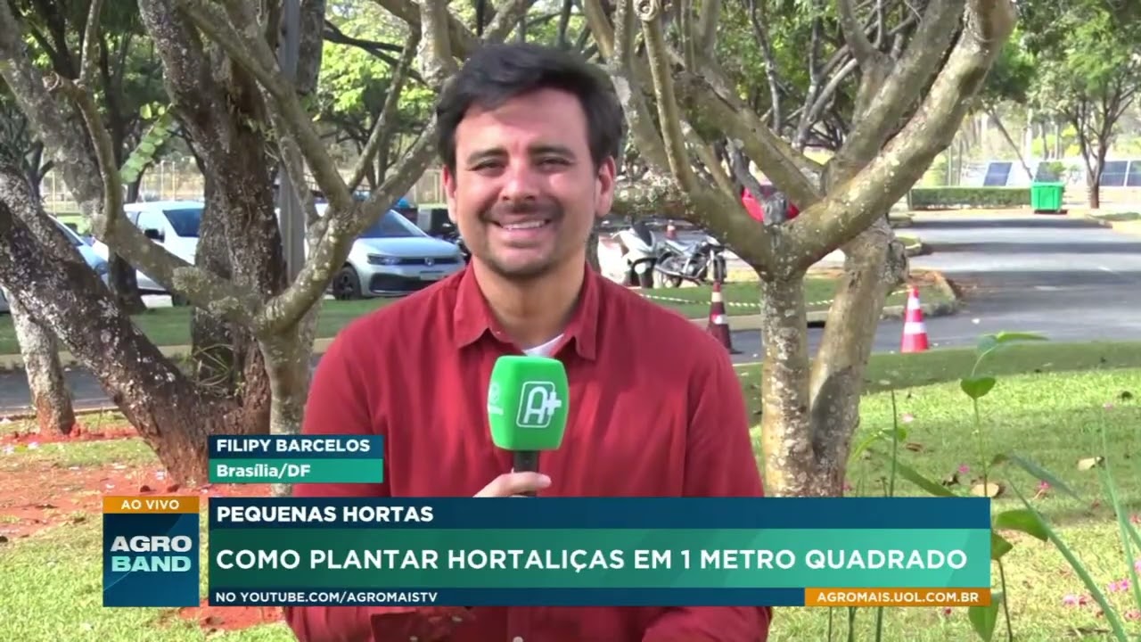 Pequenas hortas: como plantar hortaliças em 1 metro quadrado