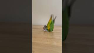 Parrot Flipping Out!