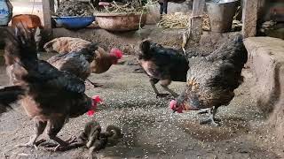 Video 4