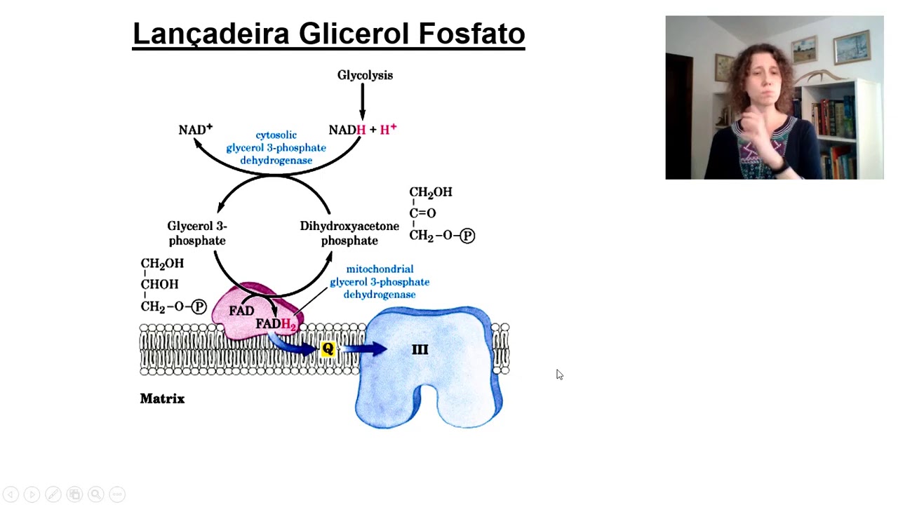 Neoglicogênese, Lançadeiras e Metabolismo do Álcool