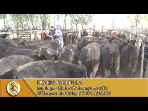 09-05-17 Venta de Machos - Ricardo Peiretti S.A - San Jorge