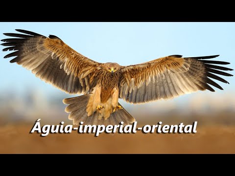 Águia-imperial-oriental | Linda ave de rapina