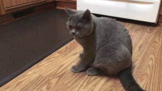 The Ballad of Day Kitty by Lou Barlow, Featuring Lu the Whirlwind Wonder Cat 2016