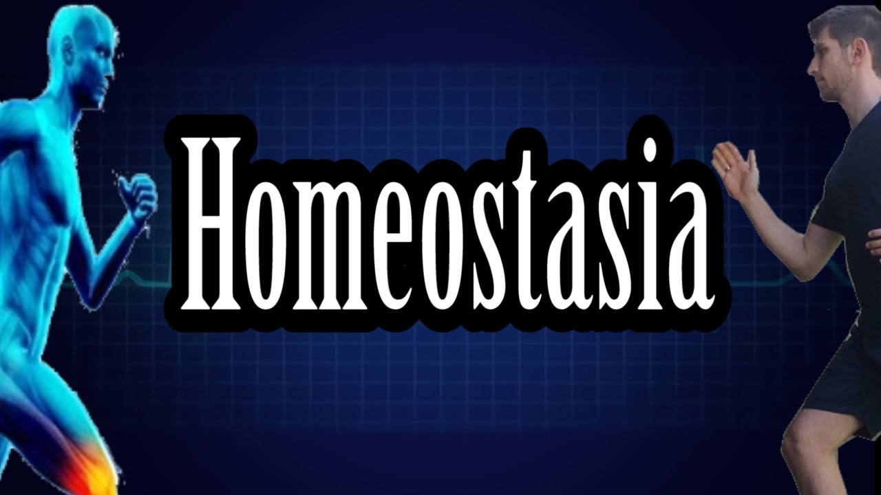 Homeostasia - Desenrolando a Fisiologia.