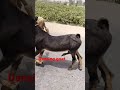 Dancing Goat Farming Goat Bakri
