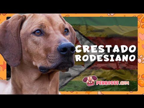 Guía oficial de Perro Crestado Rodesiano