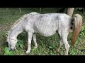 Horse Poop Near Bolorampur High School Field Beautiful Horse On Field