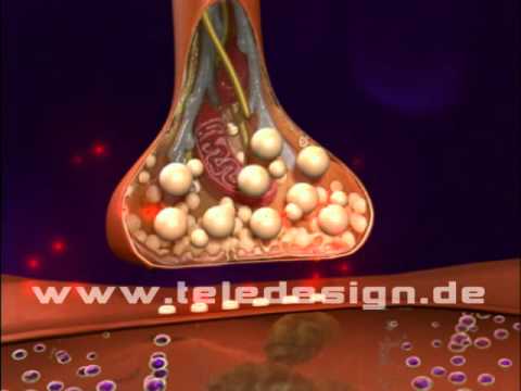 GN 014 Synaptischer Spalt -SD PAL / GN 014 synaptic cleft -SD PAL