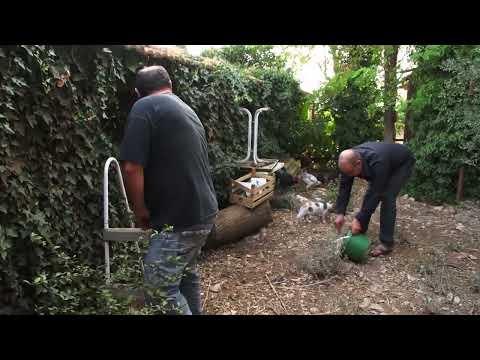 T'AS PEUR DES POULES TOI ?