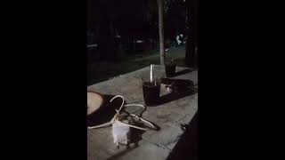 Download lagu story wa ngopi mp3