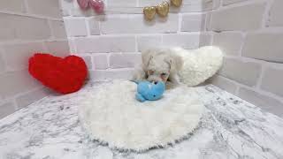 ビションフリーゼの動画02