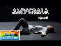 AgustD AMYGDALA Sinhala Lyrics