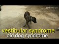 Circling in pet dog, reasons, treatment options/ vestibular syndrome /old dog disease/imbalance dog