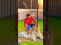 DBoss With Tiger Darshan Thoogudeepa Kannada Shorts Short Videos Shortsfeed Shorts Trending Video