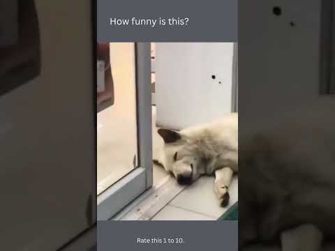 funny dogs I can't stop laughing
