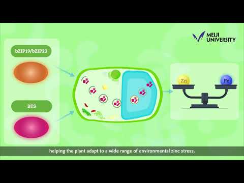 Balancing the Zinc–Iron Seesaw in Plants: The Role of Autophagy -by YOSHIMOTO Kohki
